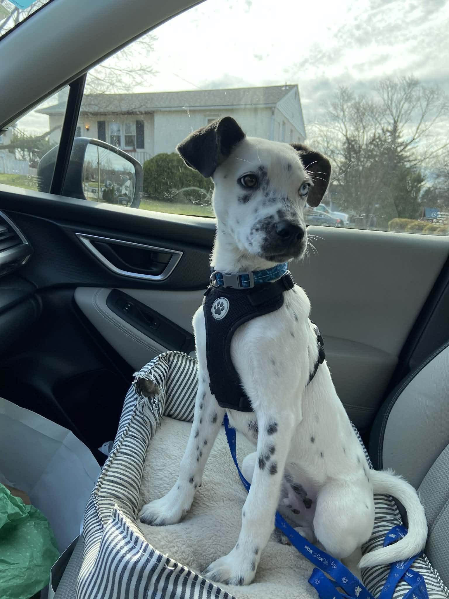 Enlarge Mouse, an adopted mixed breed in Blue Bell, PA image 2/6