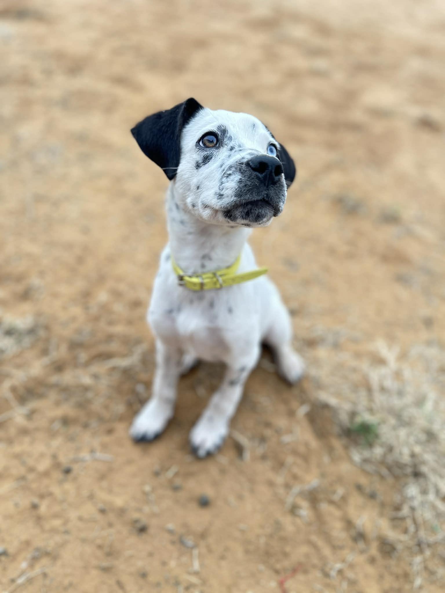 Enlarge Mouse, an adopted mixed breed in Blue Bell, PA image 3/6