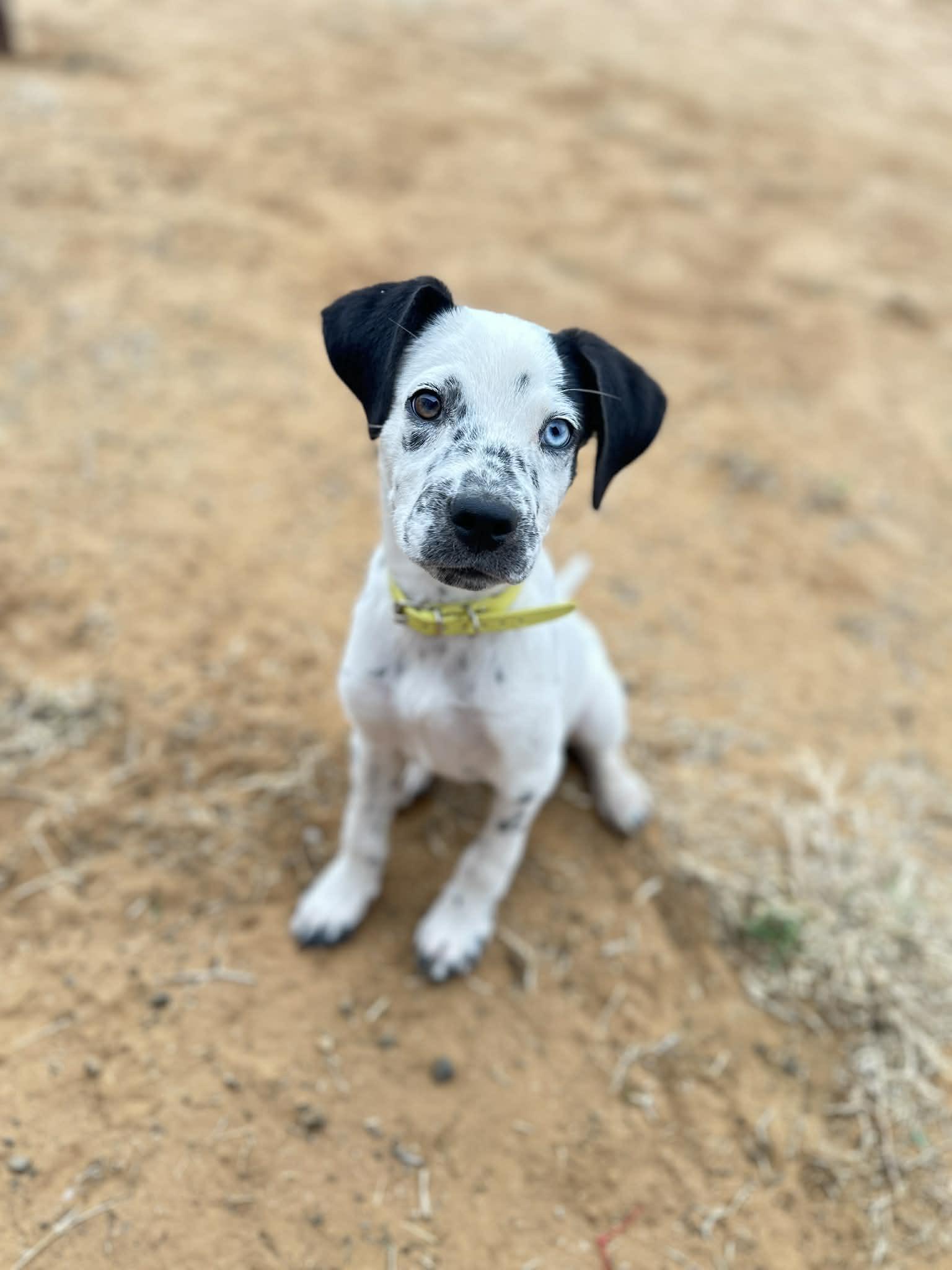Mouth, ADOPTABLE, Puppy Male Australian Cattle Dog / Blue Heeler.