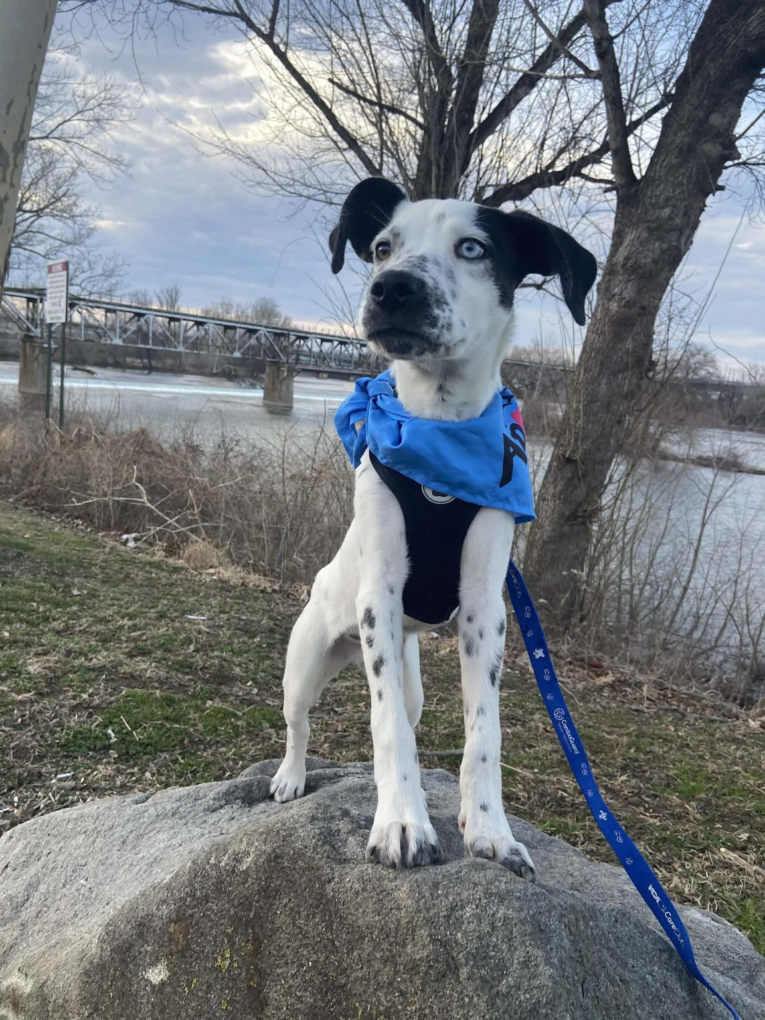 Mouse, adopted, Puppy Male Australian Cattle Dog / Blue Heeler & German Shorthaired Pointer.