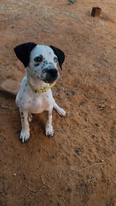 Enlarge Mouse, an adopted mixed breed in Blue Bell, PA video 5/6