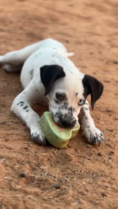 Enlarge Mouse, an adopted mixed breed in Blue Bell, PA video 4/6
