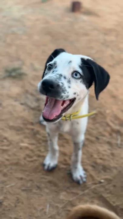 Enlarge Mouse, an adopted mixed breed in Blue Bell, PA video 6/6
