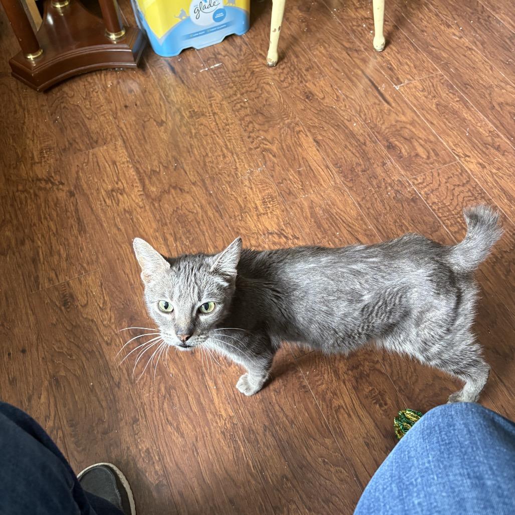 Lucy, Adoptable, Adult Female Domestic Short Hair.