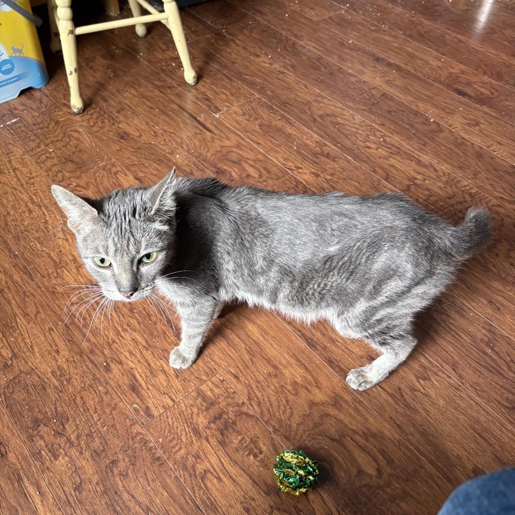 Lucy, a Adoptable Domestic Short Hair in Ferndale, WA image 2/4