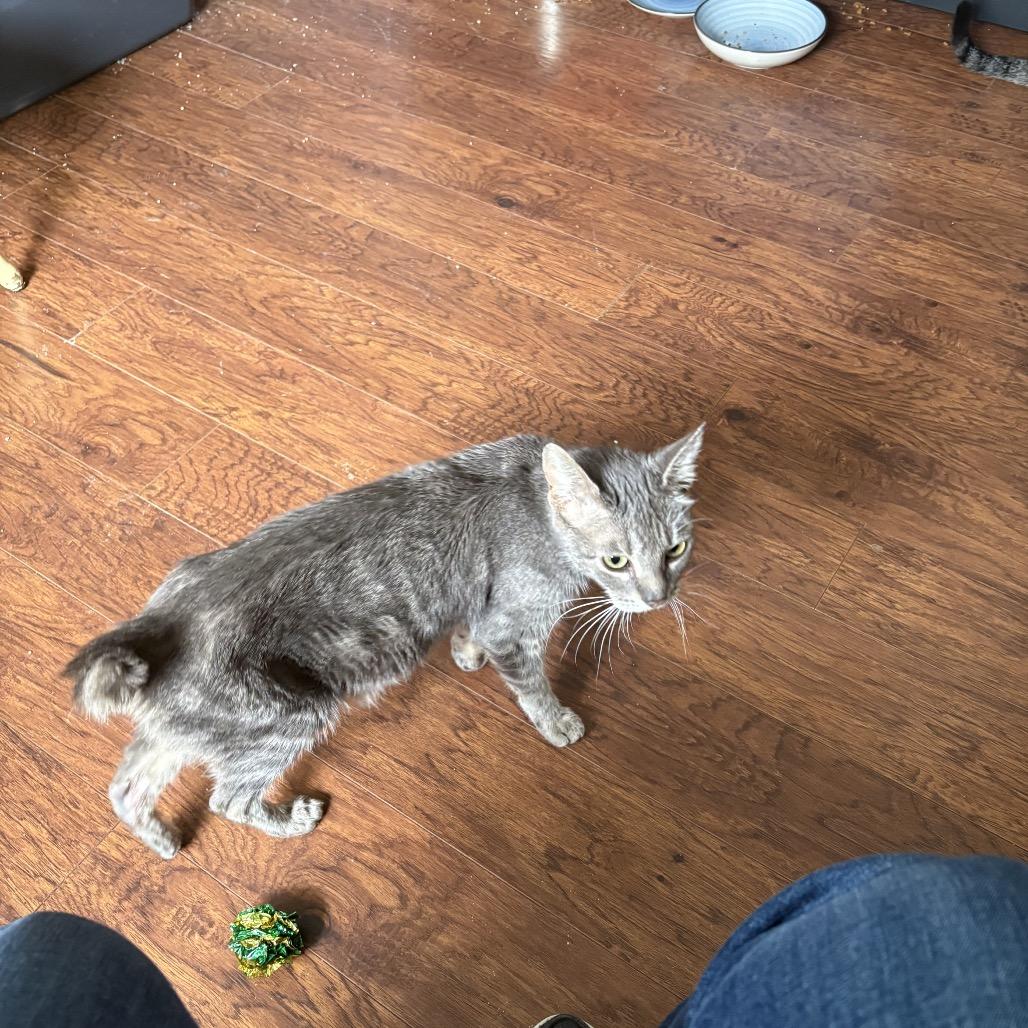 Lucy, a Adoptable Domestic Short Hair in Ferndale, WA image 3/4
