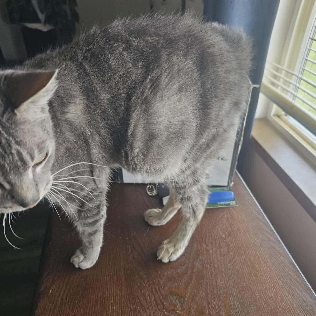 Lucy, a Adoptable Domestic Short Hair in Ferndale, WA image 4/4