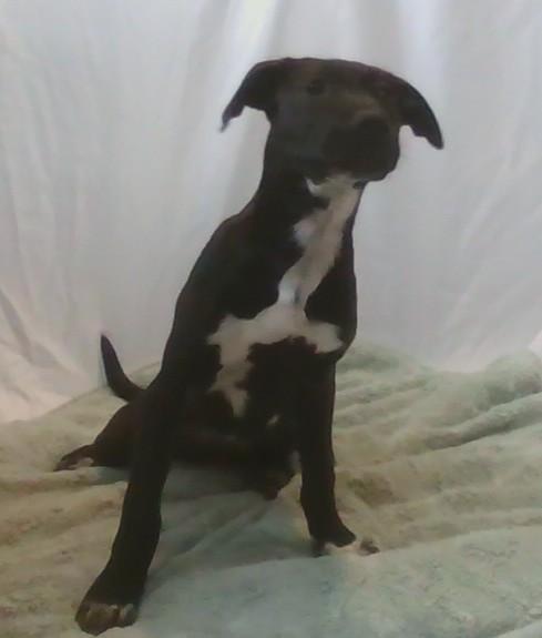 Robin, ADOPTABLE, Young Female Mixed Breed.