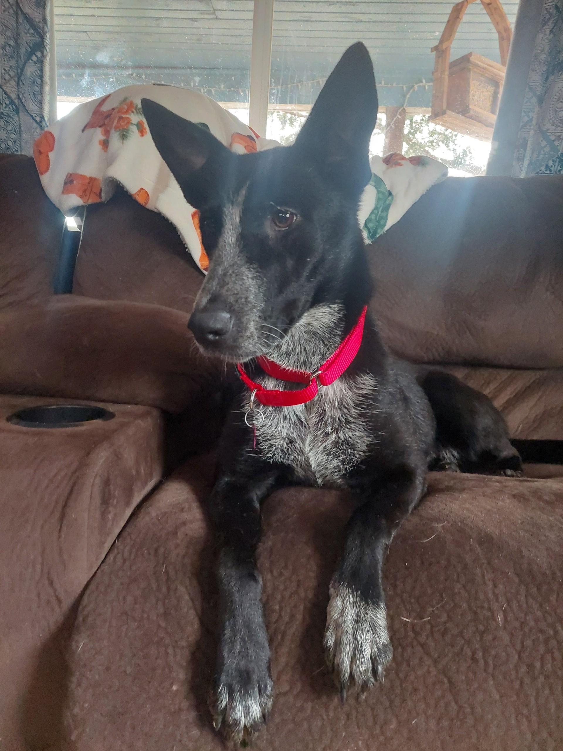 Enlarge Izabel , a ADOPTABLE mixed breed in Winter, WI image 1/2