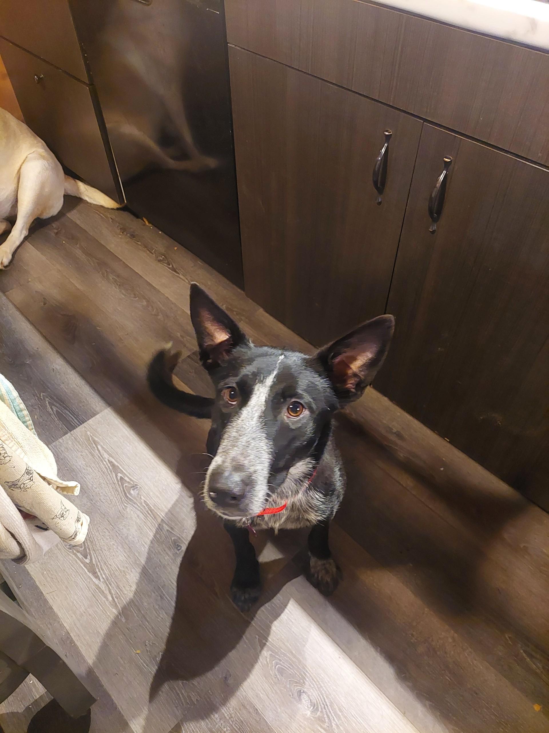 Enlarge Izabel , a ADOPTABLE mixed breed in Winter, WI image 2/2