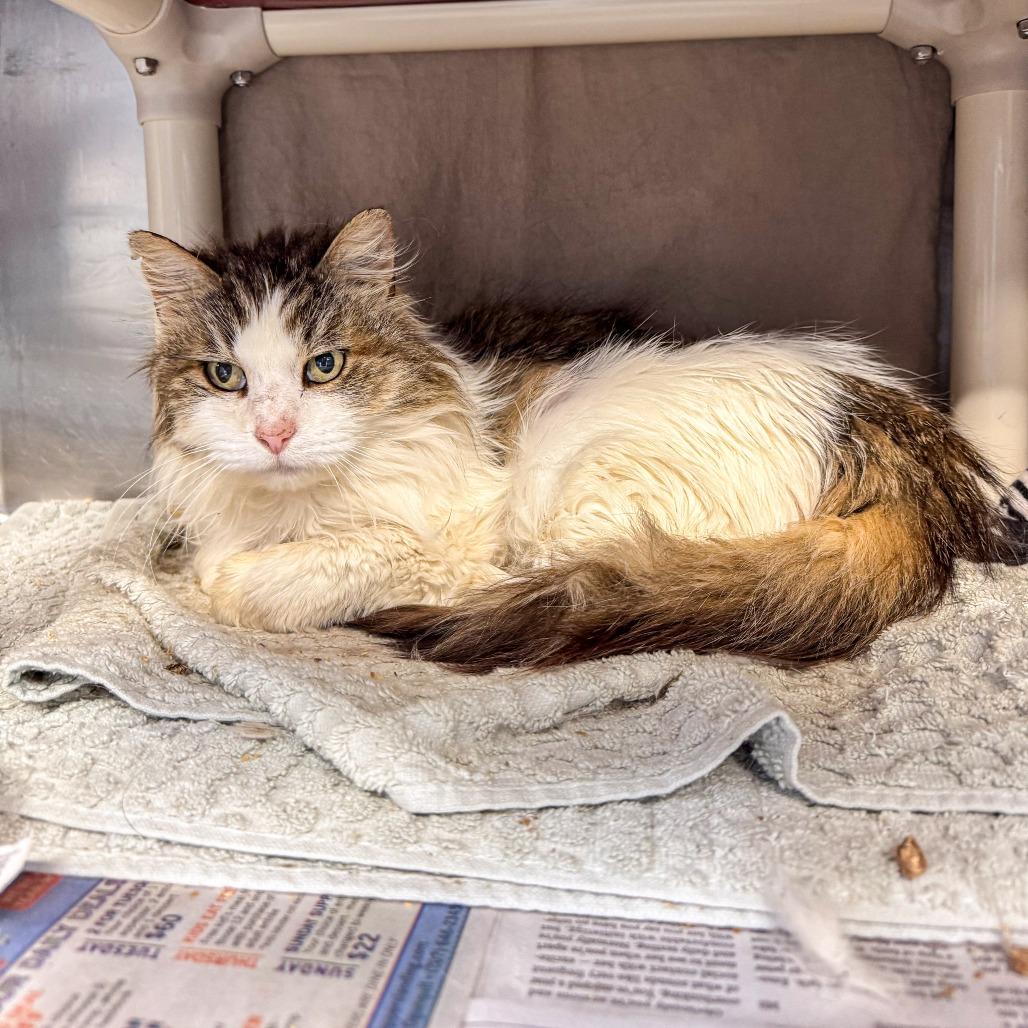 Dopey, a Adoptable Domestic Medium Hair in Kennebunk, ME image 1/4