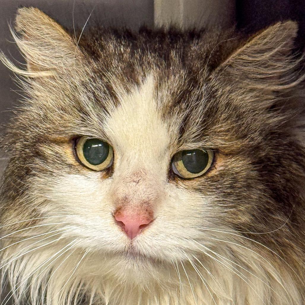 Dopey, a Adoptable Domestic Medium Hair in Kennebunk, ME image 2/4