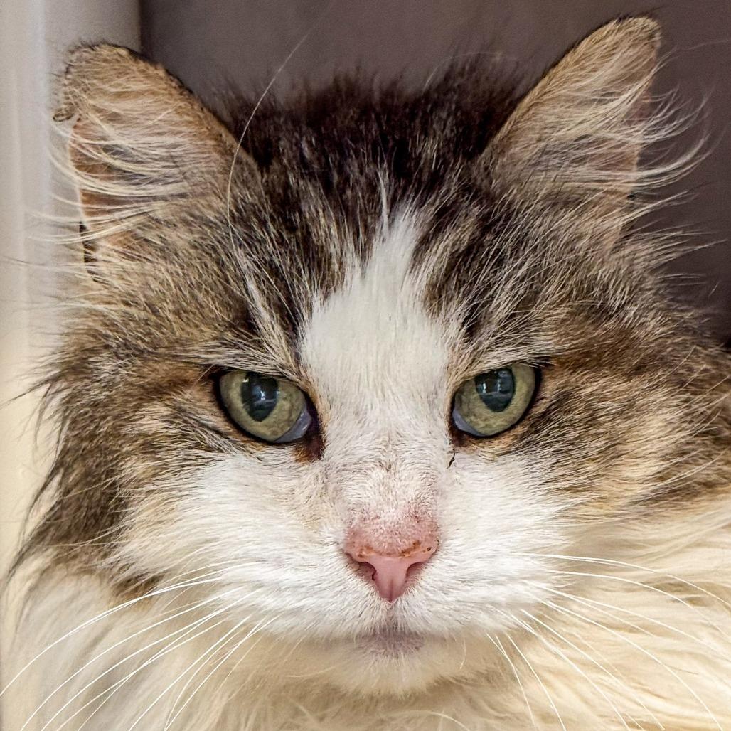 Dopey, a Adoptable Domestic Medium Hair in Kennebunk, ME image 3/4