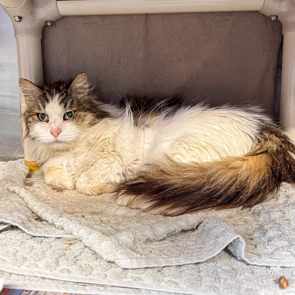Dopey, a Adoptable Domestic Medium Hair in Kennebunk, ME image 4/4