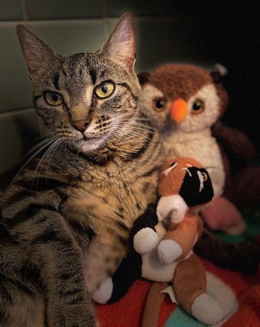 Enlarge Katie Kat, a Adoptable Domestic Short Hair in Duxbury, MA image 1/3