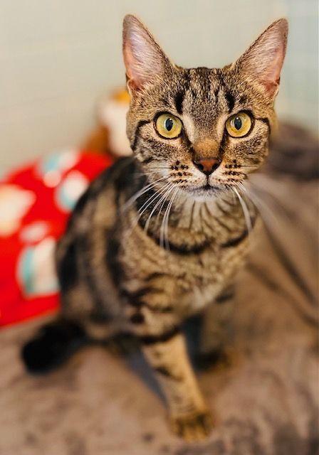 Enlarge Katie Kat, a Adoptable Domestic Short Hair in Duxbury, MA image 2/3