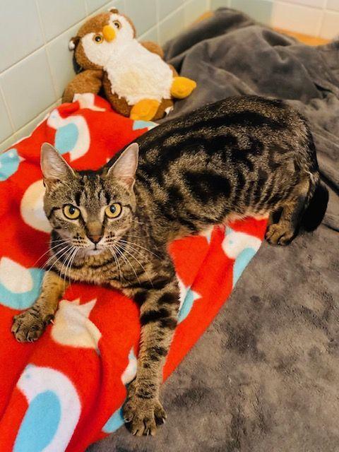 Enlarge Katie Kat, a Adoptable Domestic Short Hair in Duxbury, MA image 3/3