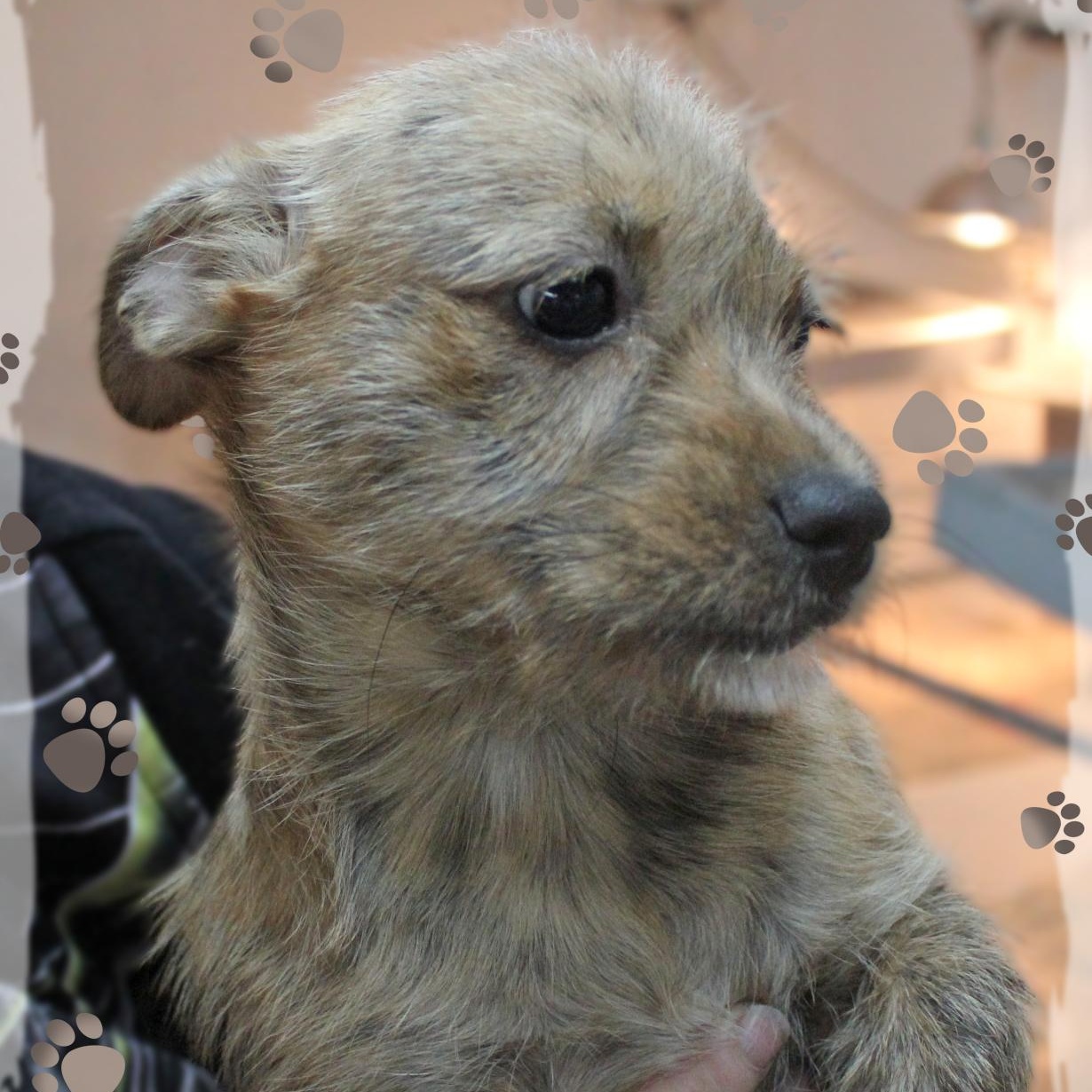 Gadget, an adopted Mixed Breed in Amelia, OH image 1/2