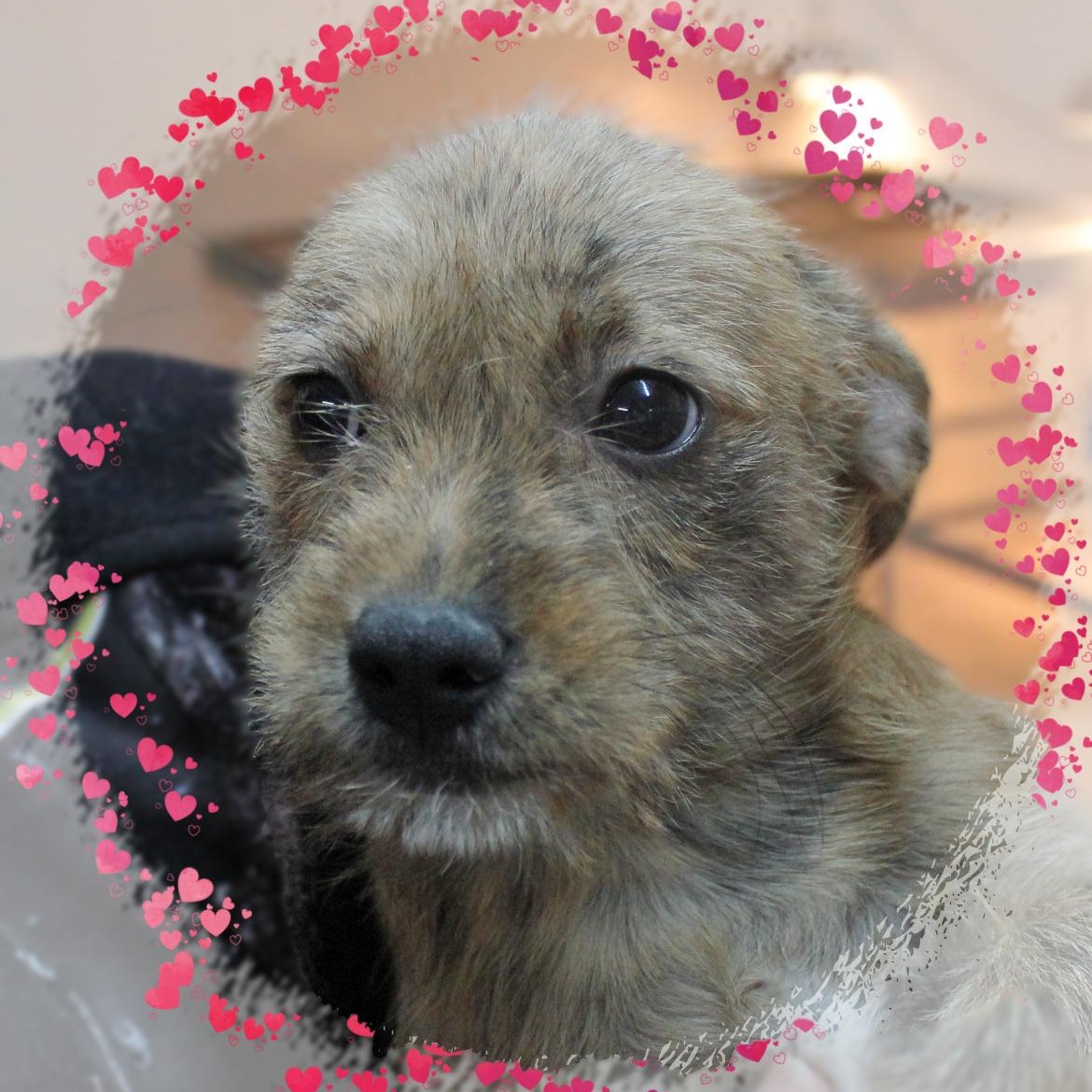 Gadget, an adopted Mixed Breed in Amelia, OH image 2/2