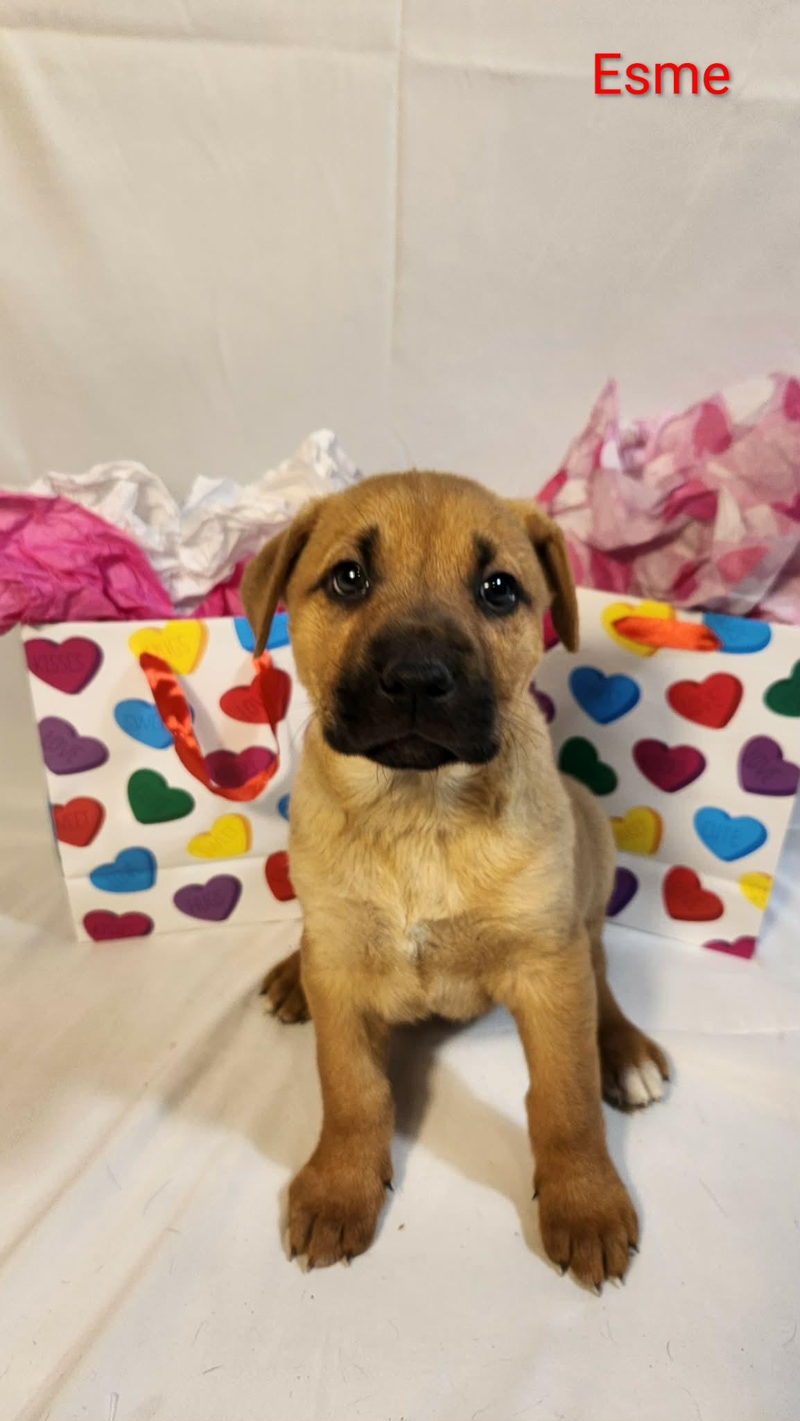 Esme AL — thumbnail 3