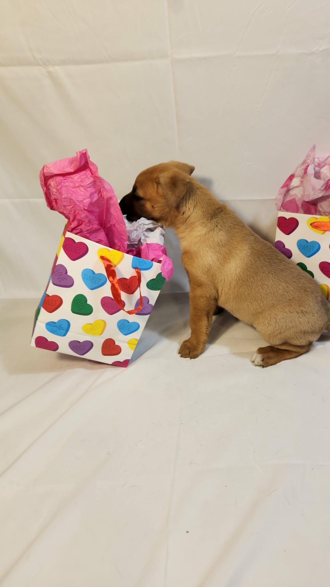 Esme AL — thumbnail 4