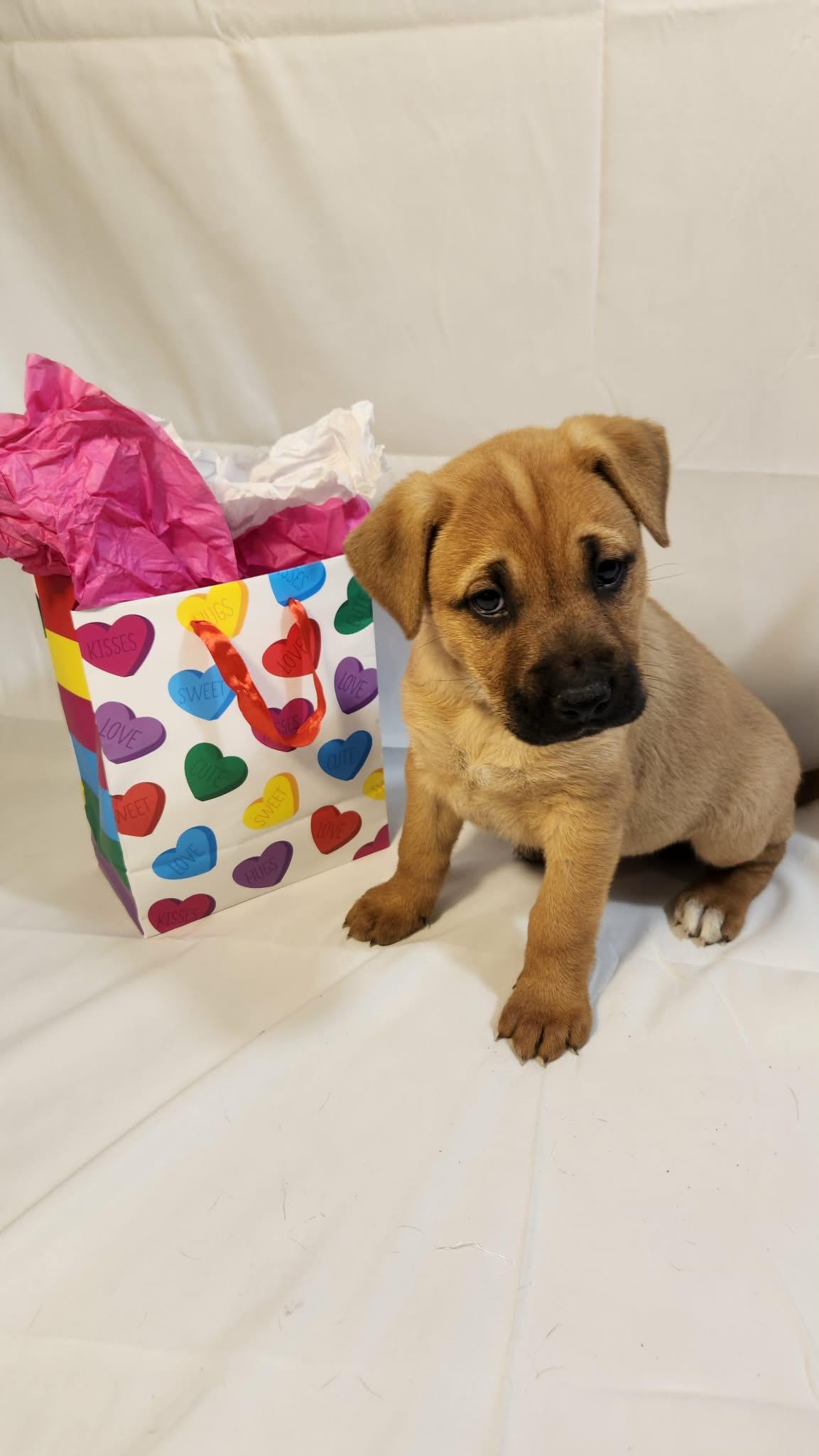 Esme AL — thumbnail 5