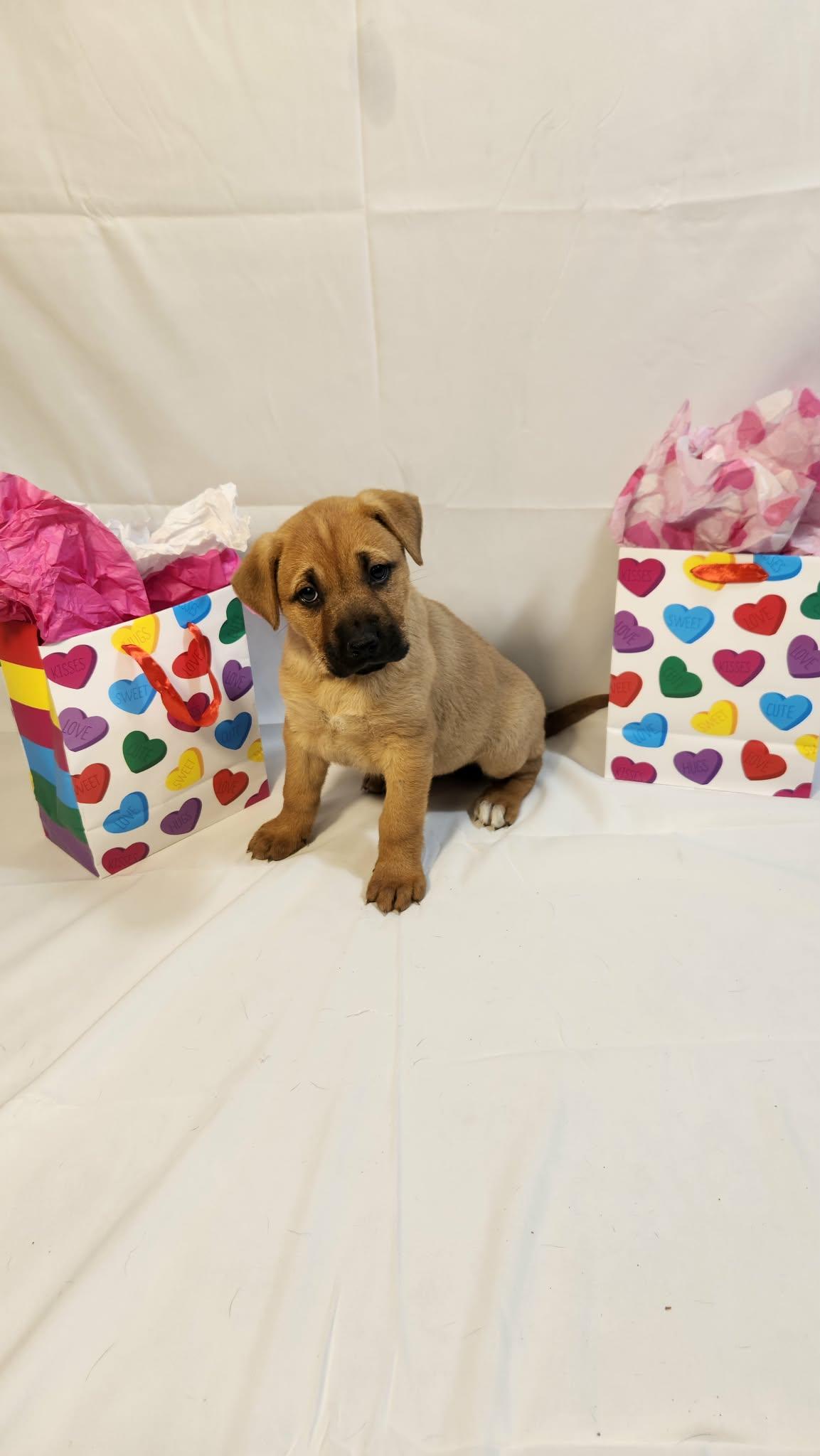 Esme AL — thumbnail 6