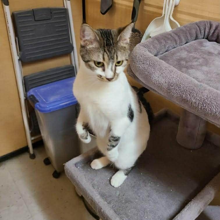 Cowie (aka Kiwi), a Adoptable Domestic Short Hair in Queen Creek, AZ image 4/4