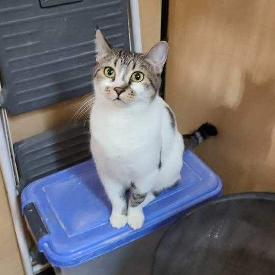 Cowie (aka Kiwi), a Adoptable Domestic Short Hair in Queen Creek, AZ image 2/4