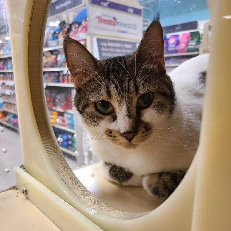 Cowie (aka Kiwi), Adoptable, Adult Female Domestic Short Hair.