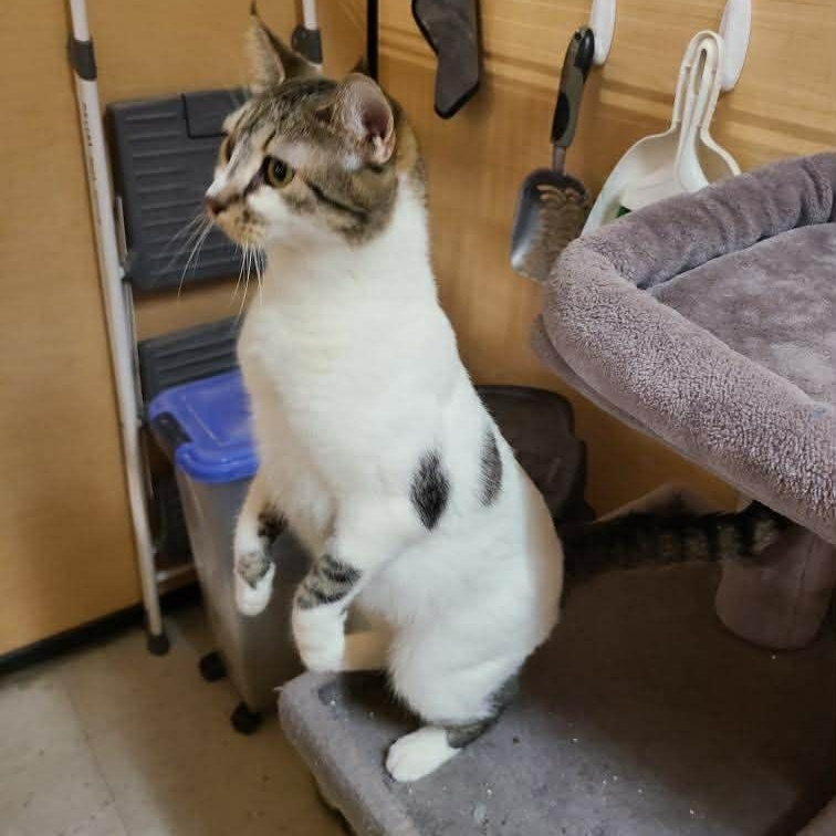 Cowie (aka Kiwi), a Adoptable Domestic Short Hair in Queen Creek, AZ image 3/4