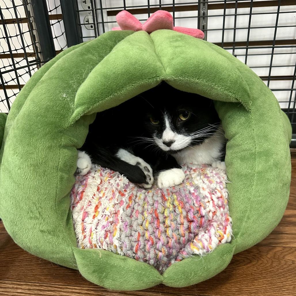 Little Buddy, Adoptable, Adult Male Domestic Short Hair.