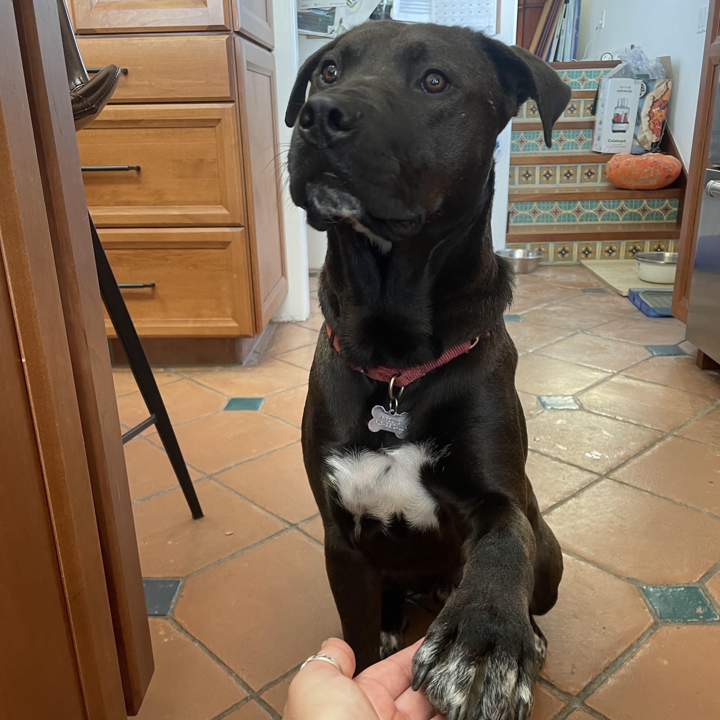 Enlarge Prancer, a Adoptable mixed breed in San Diego, CA image 3/6