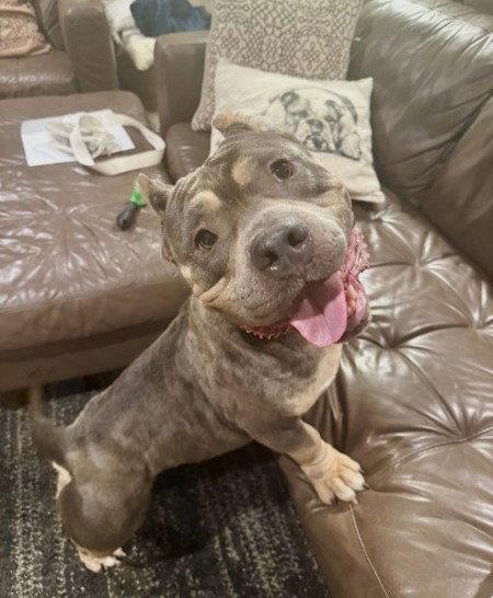 Polly, Adoptable, Young Female Pit Bull Terrier.