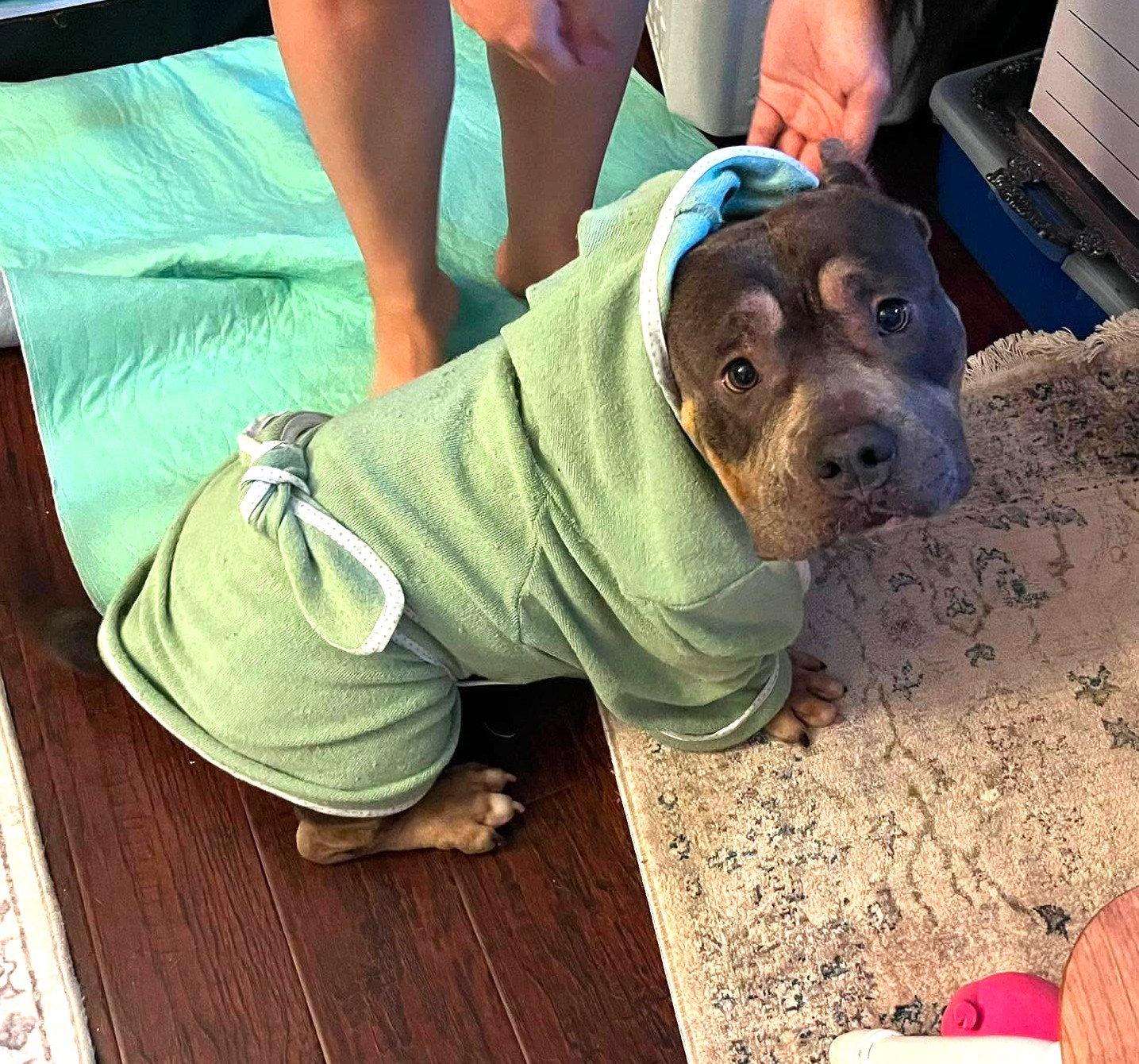 Enlarge Polly, a Adoptable Pit Bull Terrier in Rockville, MD image 2/2
