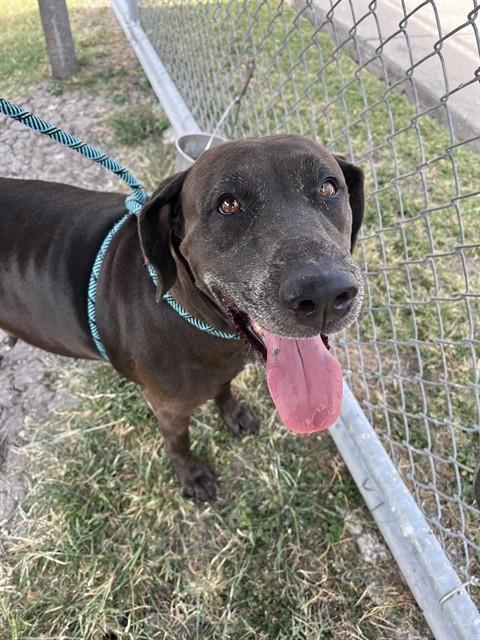 Enlarge GIRLY, a Adoptable mixed breed in Corpus Christi, TX image 1/1