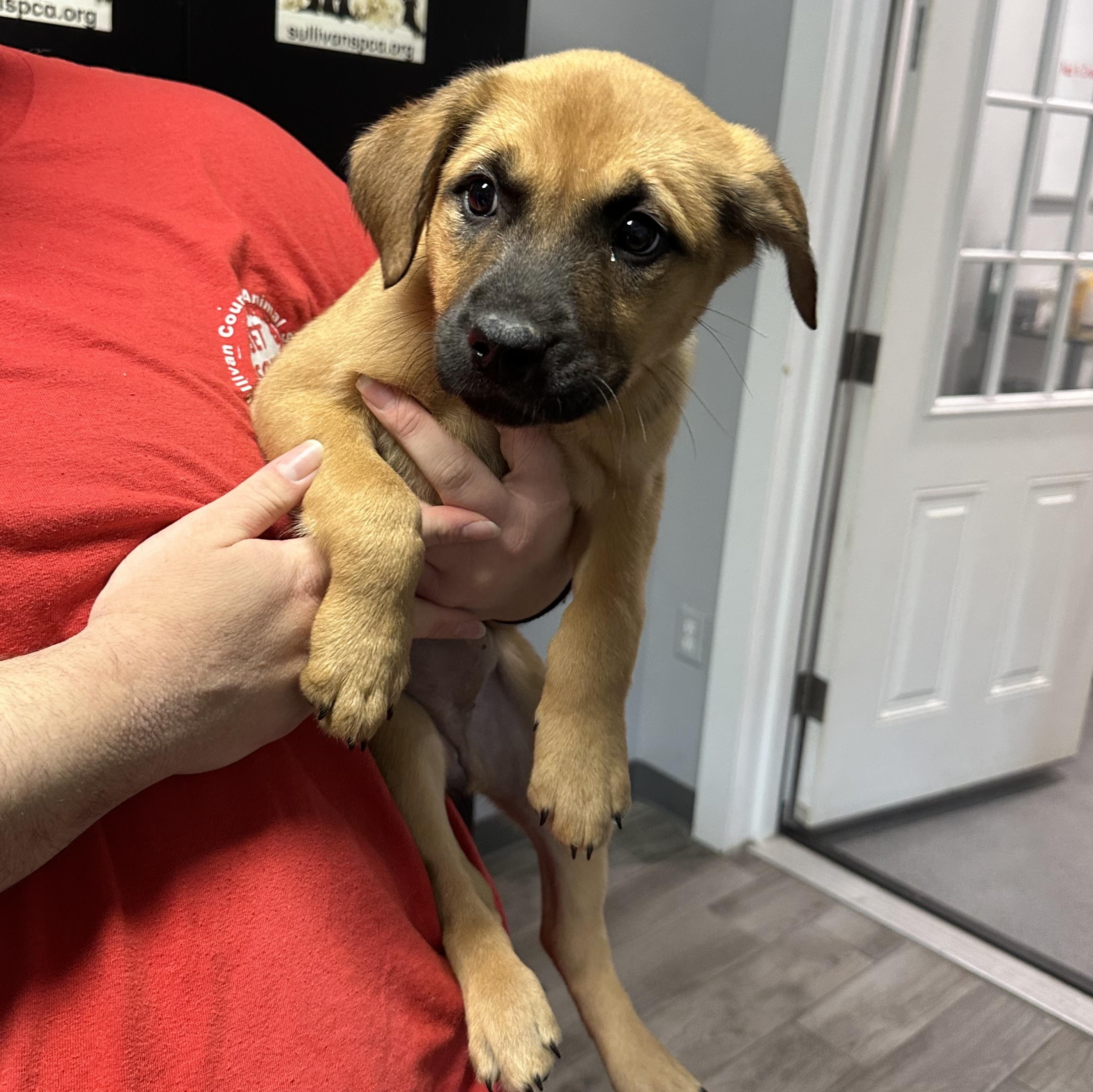 Enlarge Grapefruit, an adopted Shepherd in Rock Hill, NY image 1/1