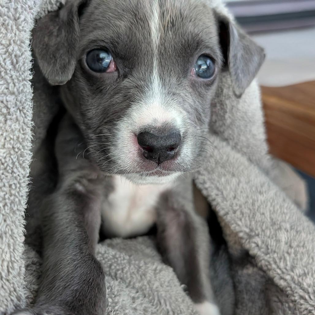 Cranberry — thumbnail 2