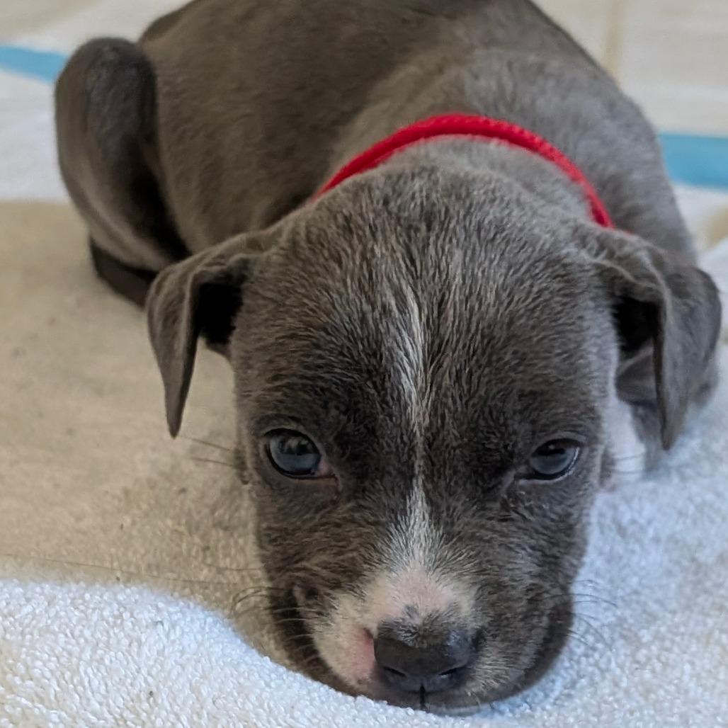 Cranberry — thumbnail 3