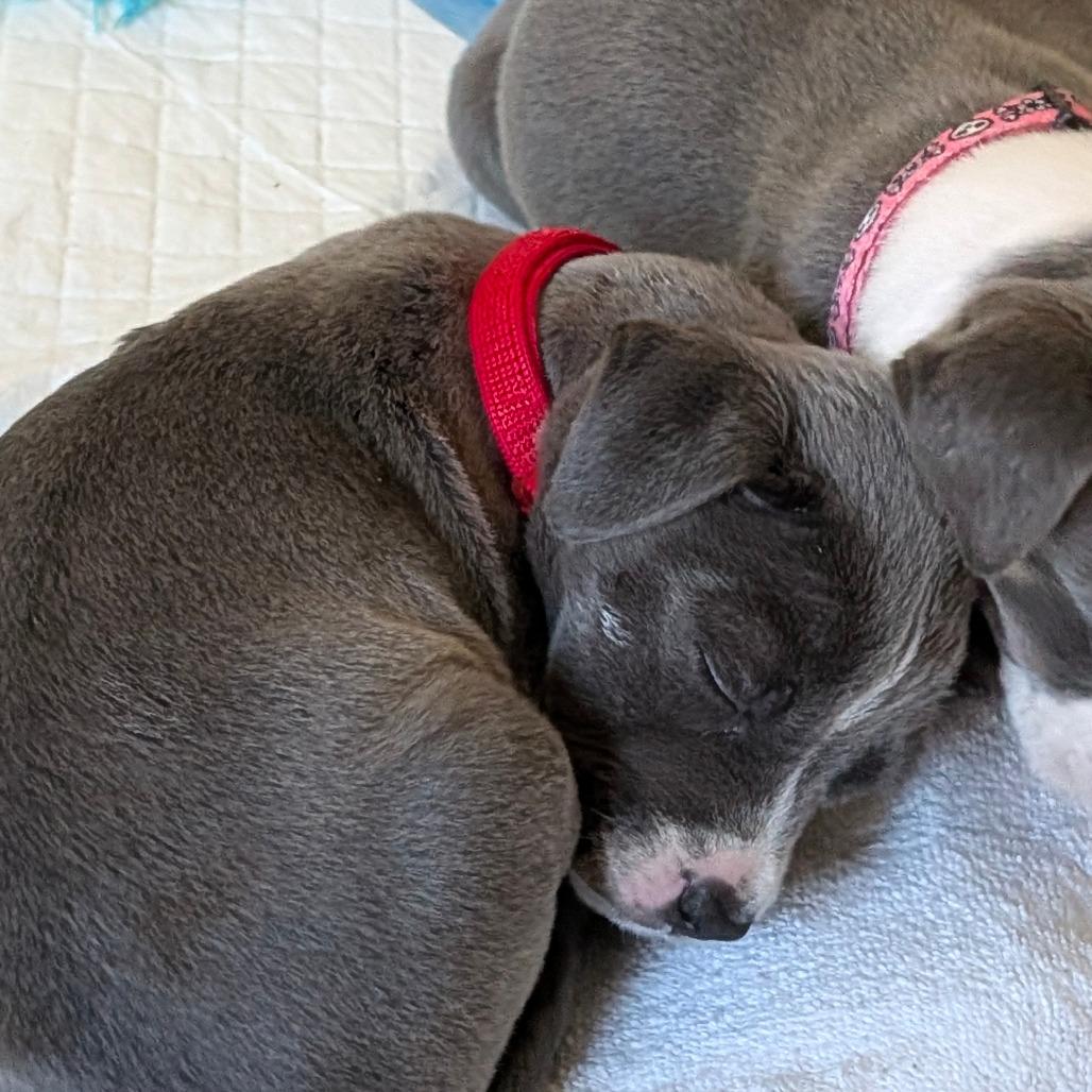 Cranberry — thumbnail 4