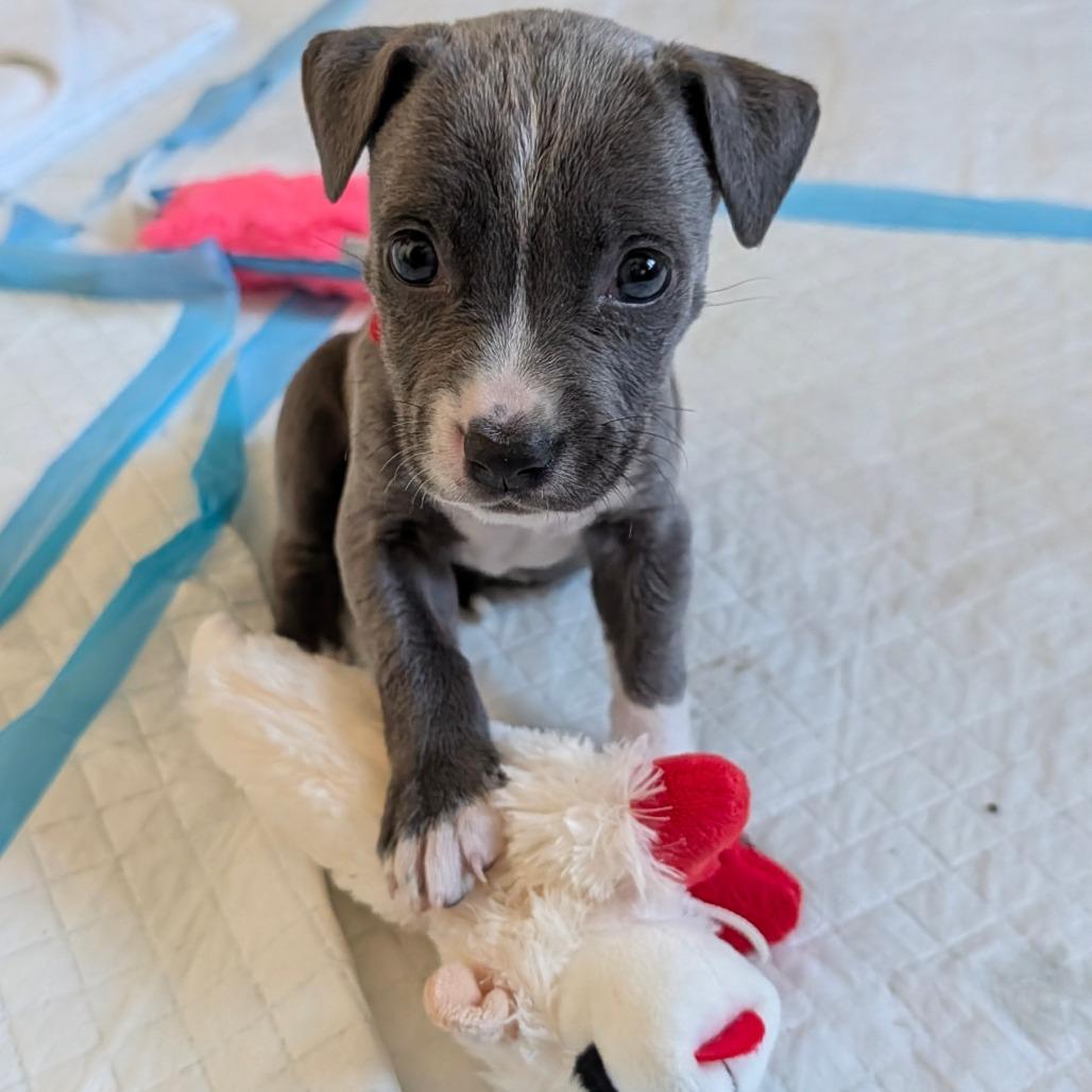 Cranberry — thumbnail 5