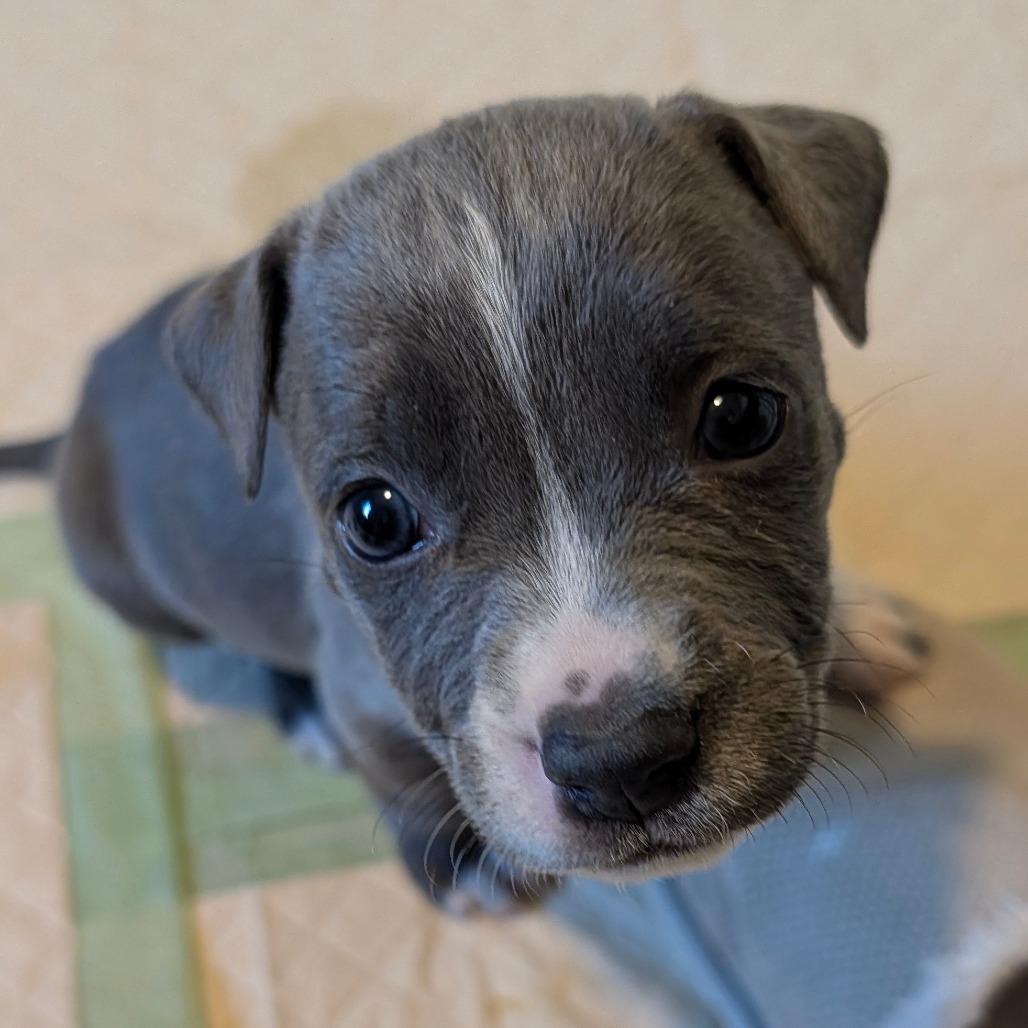 Cranberry — thumbnail 6