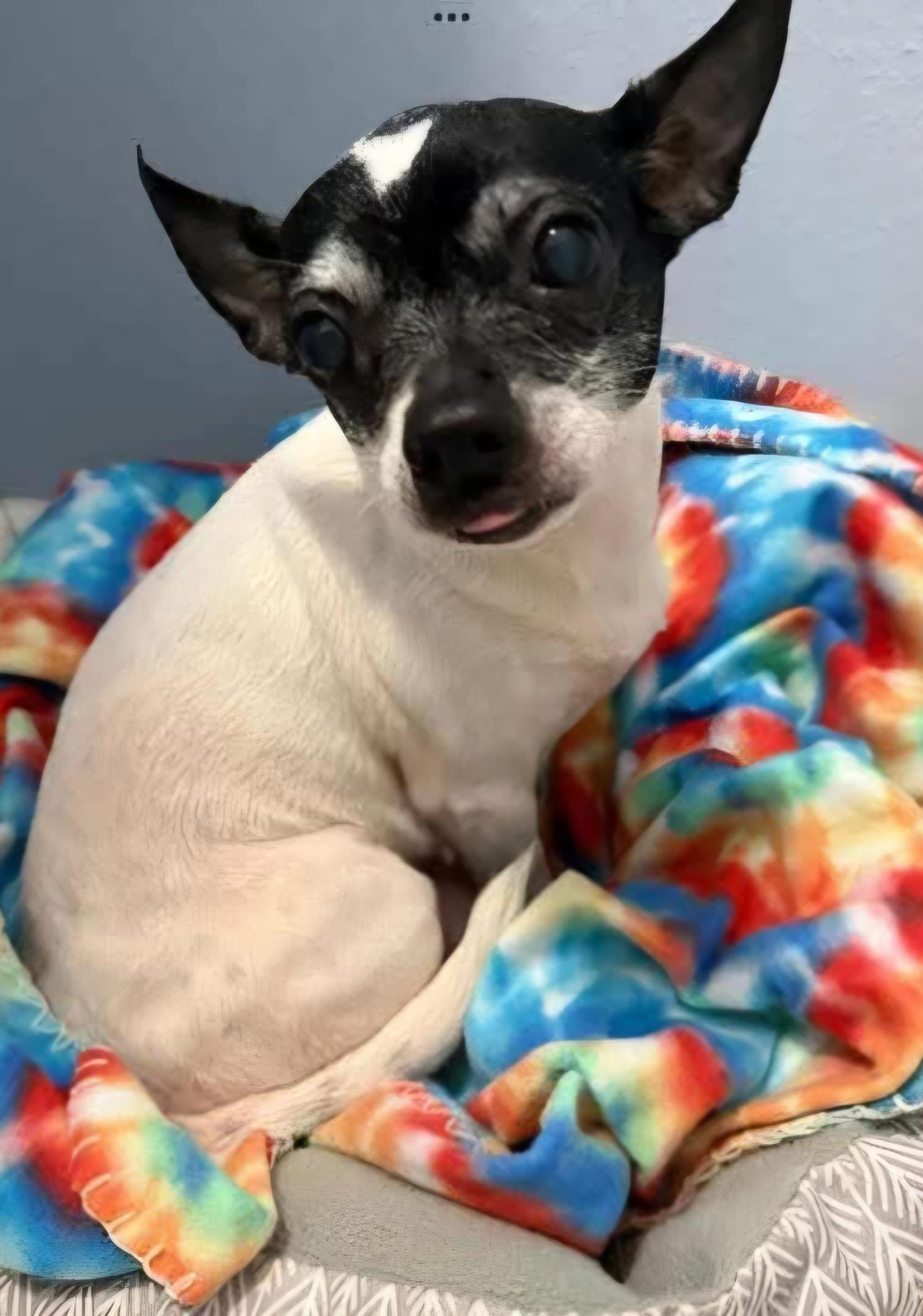 Enlarge Maeve, a Adoptable mixed breed in Sioux City, IA image 3/4