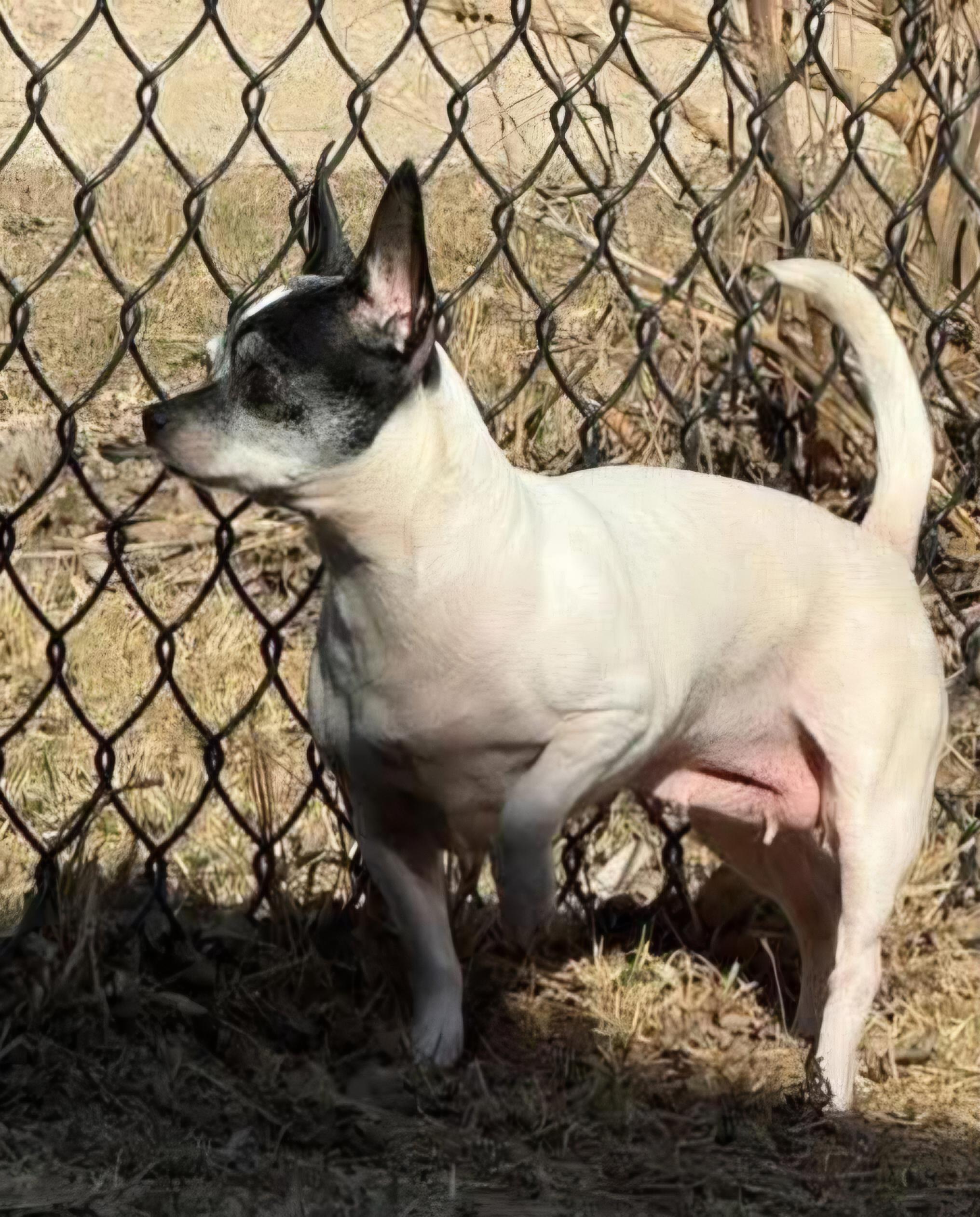 Maeve, Adoptable, Senior Female Chihuahua.