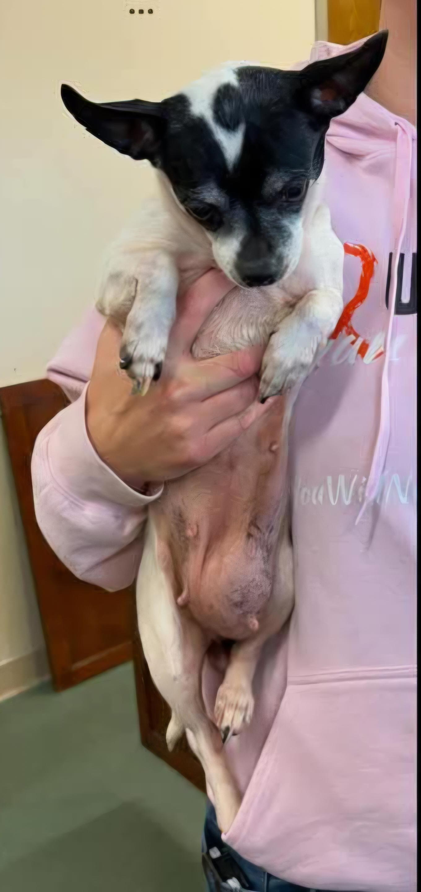 Enlarge Maeve, a Adoptable mixed breed in Sioux City, IA image 4/4