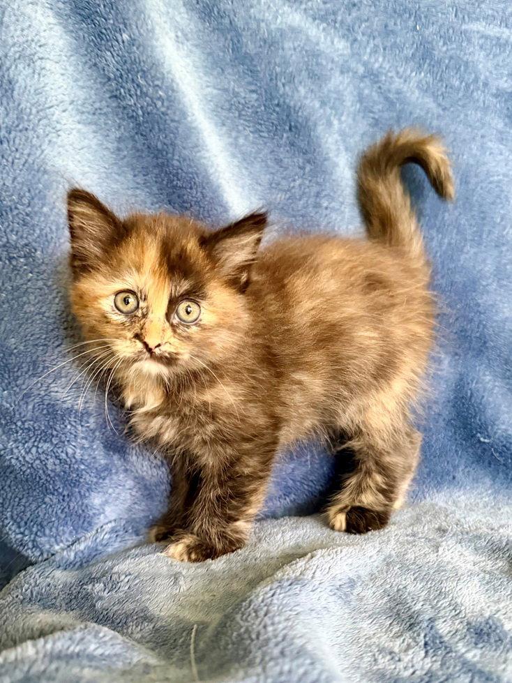 Dahlia, Adoptable, Kitten Female Maine Coon & Domestic Long Hair.