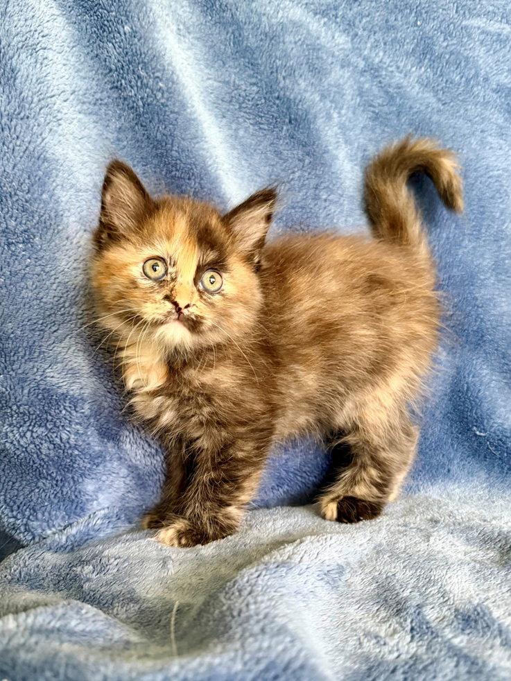 Dahlia, a Adoptable mixed breed in Nashville, TN image 2/3