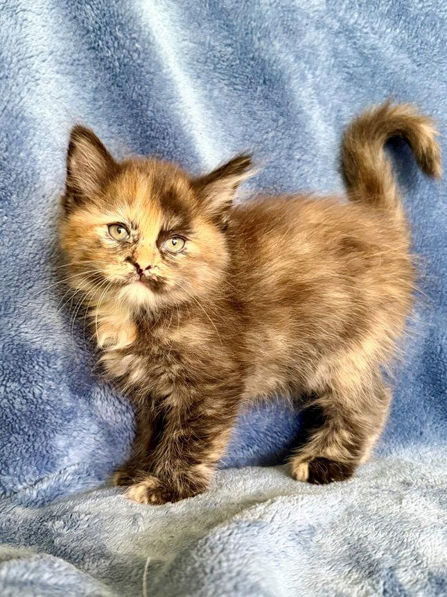 Dahlia, a Adoptable mixed breed in Nashville, TN image 3/3