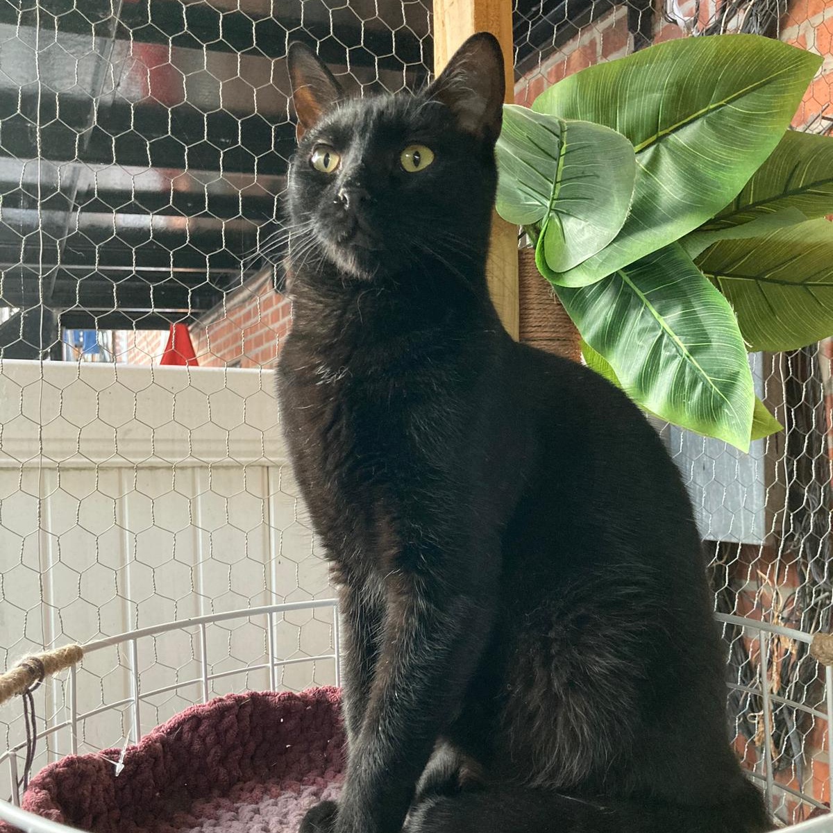 Polo, Adoptable, Adult Male Domestic Short Hair.