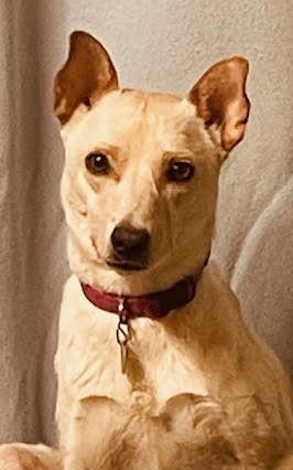 Enlarge Mahli (Choctaw), a ADOPTABLE mixed breed in Saint Paul, MN image 4/6